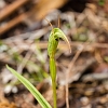 _17C8867 Greenhood Orchid 4